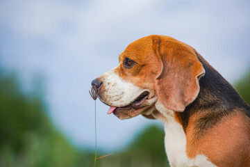 Head shot portrait focus on the face of a cute beagle dog sitting on the green grass .