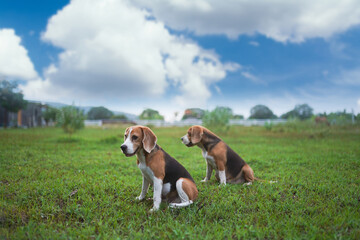 Two tri-color beagle dogs are sitting on the grass field after playing,selective focus.