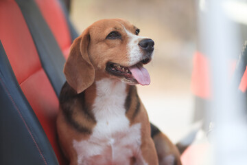 Portrait of a tri-color beagle smiling in a car.