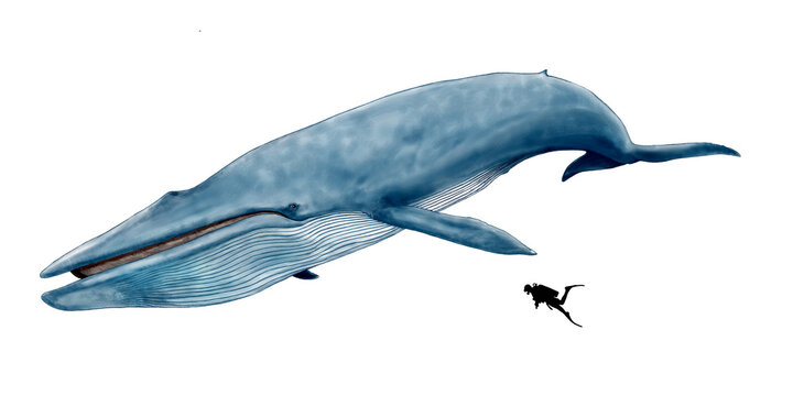 シロナガスクジラ現生動物中最大最長の海生哺乳類
気候変動の中、主食のプランクトンの形質の変化など、乱獲の危機が去っても絶滅が危惧される動物