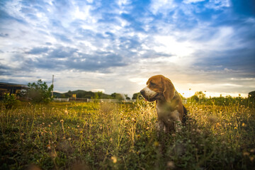 A cute beagle dog sitting on the green grass out door in the field,sunset silhouette,Focus on face,shallow depth of field.