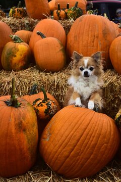 pumpkin patch chihuahua