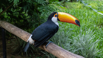 A bright colorful Big Toucan Ramphastos toco sits on a perch in a tropical park. Black and white plumage, huge orange beak, blue eye. Side view. Close-up. Bird Park. Brazil. Foz do Iguazu  
