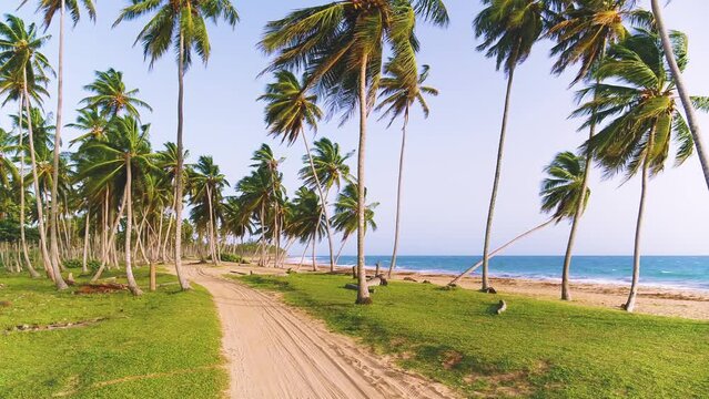 Walk along a tropical evening sandy beach. Paradise beach on an island in the ocean. Seamless loop of sea waves on yellow Hawaiian palm beach. Palm trees, blue sea and pure natural landscape.