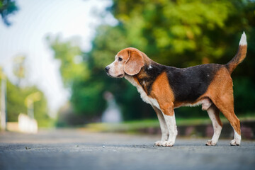 An old beagle dog standing on the emty road,portrait shot ,selective focus,shallow depth of field.