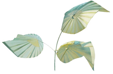 pale green Japanese  leaves isolated on transparent png,generative ai