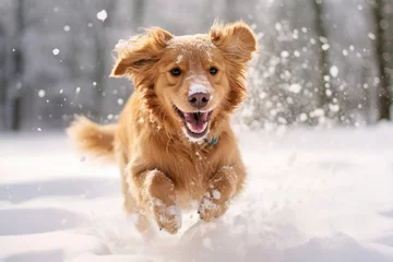 Fotobehang Portrait of a happy dog running in snow at winter © Aleksandr Bryliaev