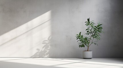 A Minimal abstract background for product presentation. The light and shadow of leaves shining through the window on the gray cement wall, the empty room, the empty space