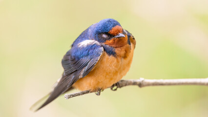 Close up of a Barn Swallow