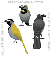 Cute Bird Saltator Set Cartoon Vector