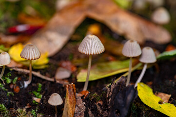 Small mushrooms living together on old tree stump