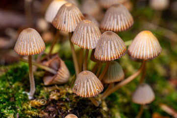 Small mushrooms living together on old tree stump
