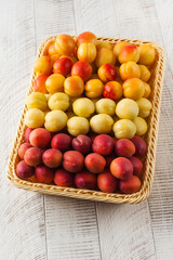 Assorted different types of apricots in a basket. Stone fruits, harvesting.