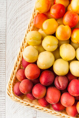 Assorted different types of apricots in a basket. Stone fruits, harvesting.