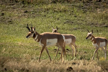 Rolgordijnen zonder boren Antilope impala antelope in kruger national park