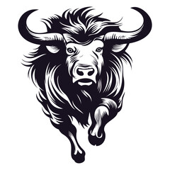 Dangerous black long hair wild yak running towards