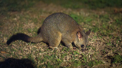 Common brushtail possum