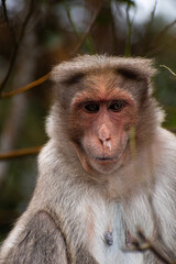  A portrait of Rhesus Monkey (Rhesus Macaque) with fever and runny nose 