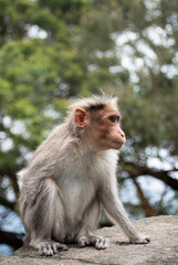  A picture of Rhesus Monkey (Rhesus Macaque) with a missing hand