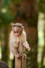 Naklejka na ściany i meble A baby monkey(Rhesus monkey) holding a lollipop stick it stole from a person.