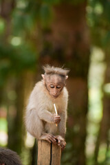 A baby monkey(Rhesus monkey) holding a lollipop stick it stole from a person.