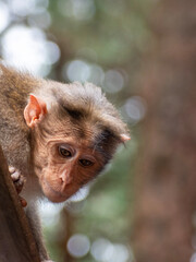  A close up of Rhesus Monkey (Rhesus Macaque) sitting and looking around