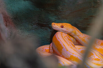 close up of a python	
