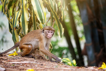 little monkey sitting sideways in Sri Lanka park