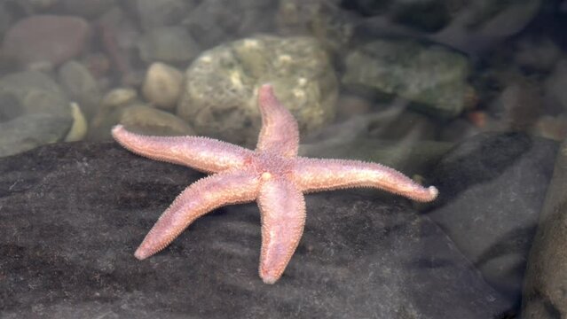 Pink and white starfish is brushed slowly across large rock in clear water tidepool