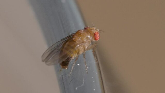 Macro closeup of fruitfly undulating abdomen rear tail end below clear wings