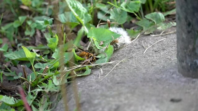 Wasp uses front legs to navigate across grass and concrete landscape, prepares to take off in flight