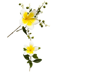 yellow frangipani flowers local flora arrangement flat lay postcard style 