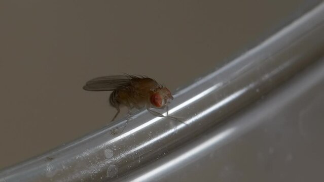 Macro closeup of fruitfly rubbing legs cleaning particles and walking on glass cup edge