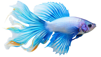 A Blue white and orange betta fish with isolated on transparent background PNG