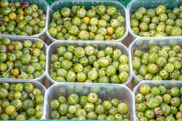 Green gooseberries for sale at a market