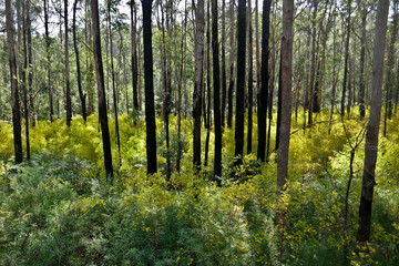 Mallacoota-Cann River district the state forests are brilliant with wattle colour and dense, but its a dangerous fire hazard. - obrazy, fototapety, plakaty