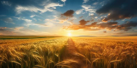 Deurstickers A beautiful field of organic wheat crops at sunrise, Picture for harvesting season on local farm © Maris