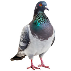 Standing pigeon isolated on transparent - obrazy, fototapety, plakaty