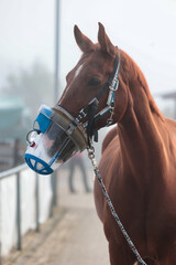 Horse head portraits with inhalation mask, photo from the front diagonally upright with the base of the body in a light haze.