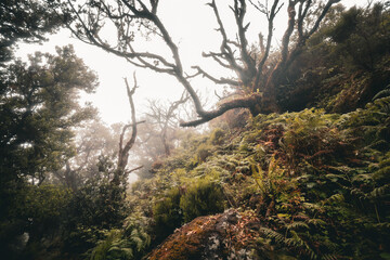 Obraz premium Scenic view of laurel trees overgrown with moss and ferns in the Fanal forest on Madeira, Portugal, like a scene from a misty, creepy horror movie