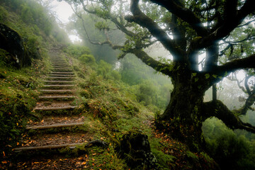 Scenic view of a trail through the Fanal forest on Madeira, Portugal, with a spooky overgrown laurel tree, like from a scene in a creepy horror movie - obrazy, fototapety, plakaty