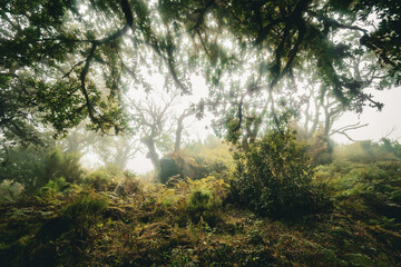 Scenic view of laurel trees overgrown with moss and ferns in the Fanal forest on Madeira, Portugal, like a scene from a misty, creepy horror movie