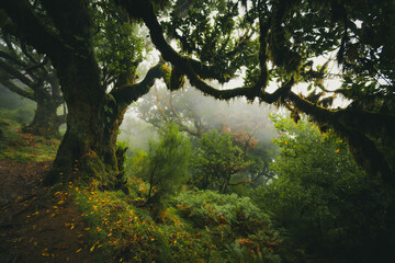 Scenic view of a laurel tree overgrown with moss and ferns in the Fanal forest on Madeira,...