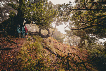 View of a family standing underneath spooky overgrown laurel trees at the Fanal forest on Madeira, Portugal, a scene like from a creepy horror movie