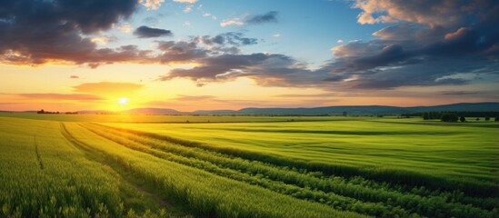 Obraz premium Gorgeous sunset above vast green field