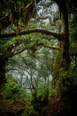 Scenic view of laurel trees overgrown with moss and ferns in the Fanal forest on Madeira, Portugal, like a scene from a misty, creepy horror movie
