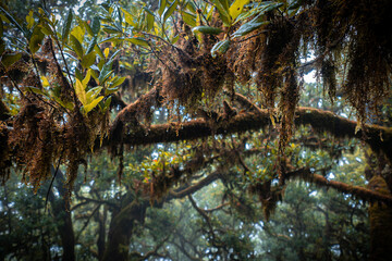 Close-up view of the branches of a laurel tree overgrown with moss other plants in the mystical and creepy Fanal forest on Madeira, Portugal