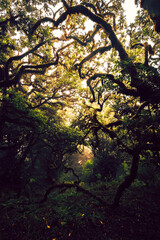 Eerie view of the moss covered branches of a laurel tree in the mystical and creepy Fanal forest on Madeira, Portugal, like a scene in a horror movie