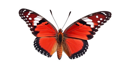 red butterfly with spread wings isolated on a transparent background