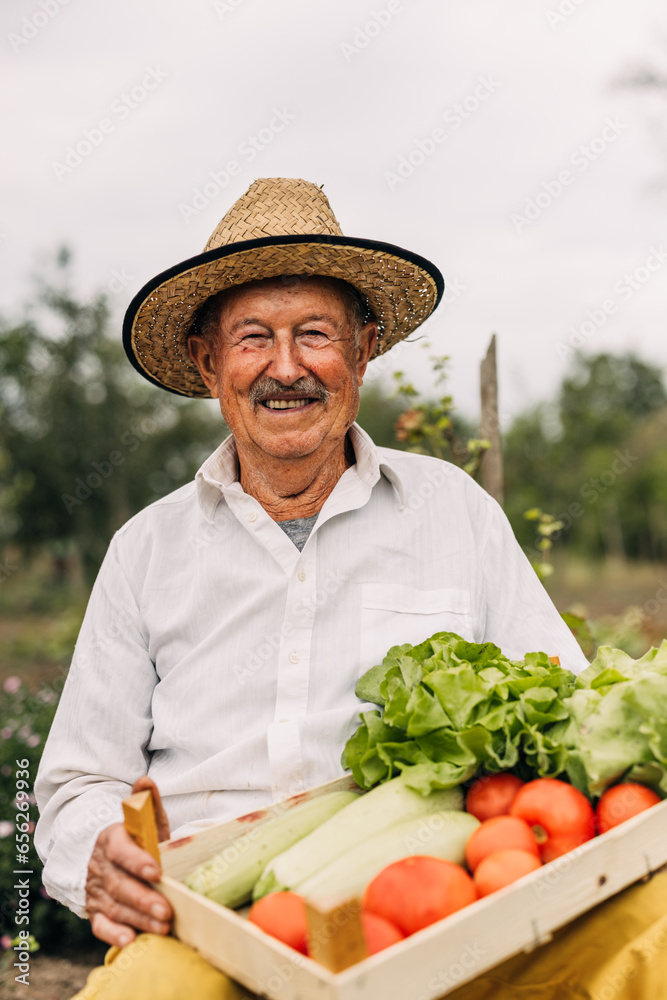 Wall mural portrait of an old gardener harvesting vegetables from hos garden